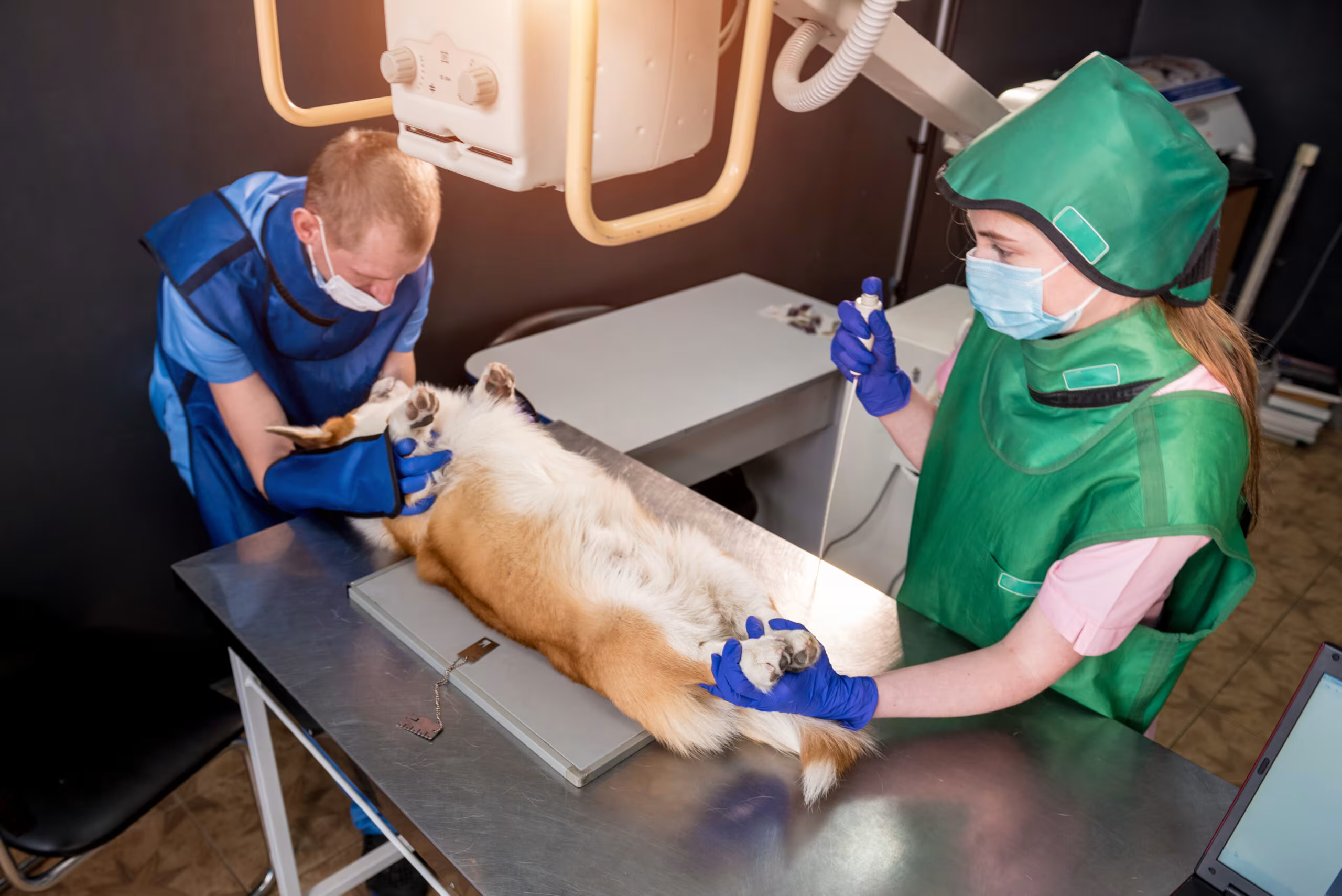 Neurology & Spinal Surgery - petcare partners