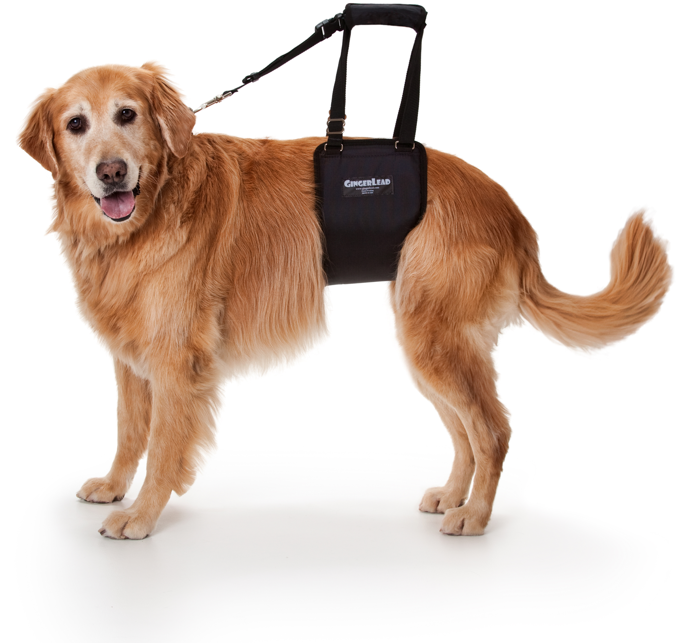 GingerLead Support Harness