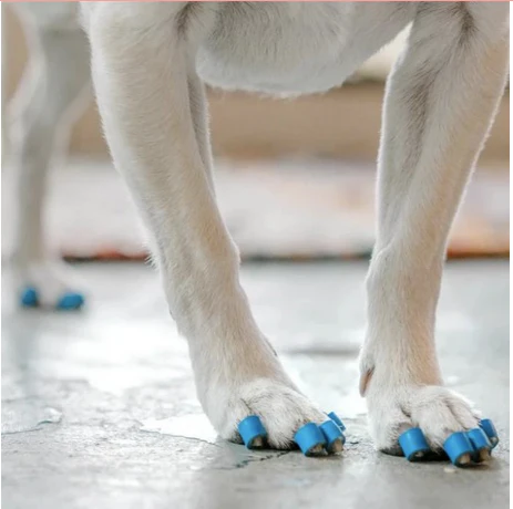 ToeGrips for Dogs