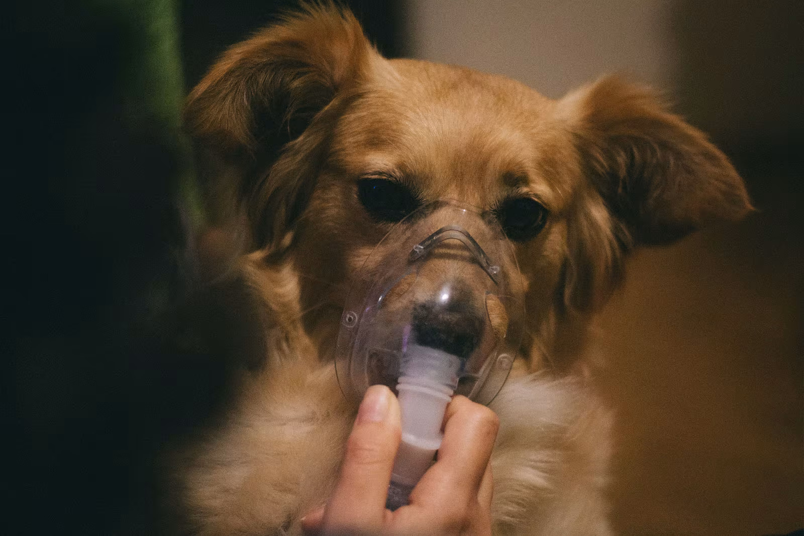 Canine Hydrotherapy Underwater Treadmills - petcare partners