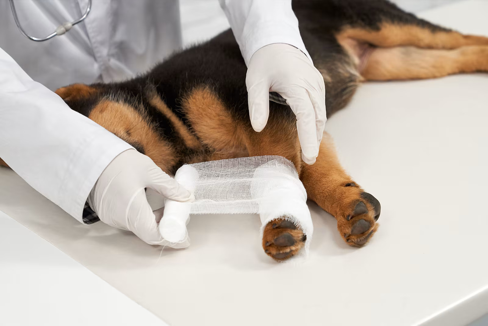 Soft Tissue & Orthopedic - petcare partners