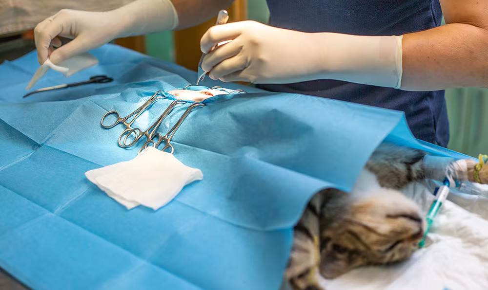 Orthopedic surgeries in pets - petcare partners